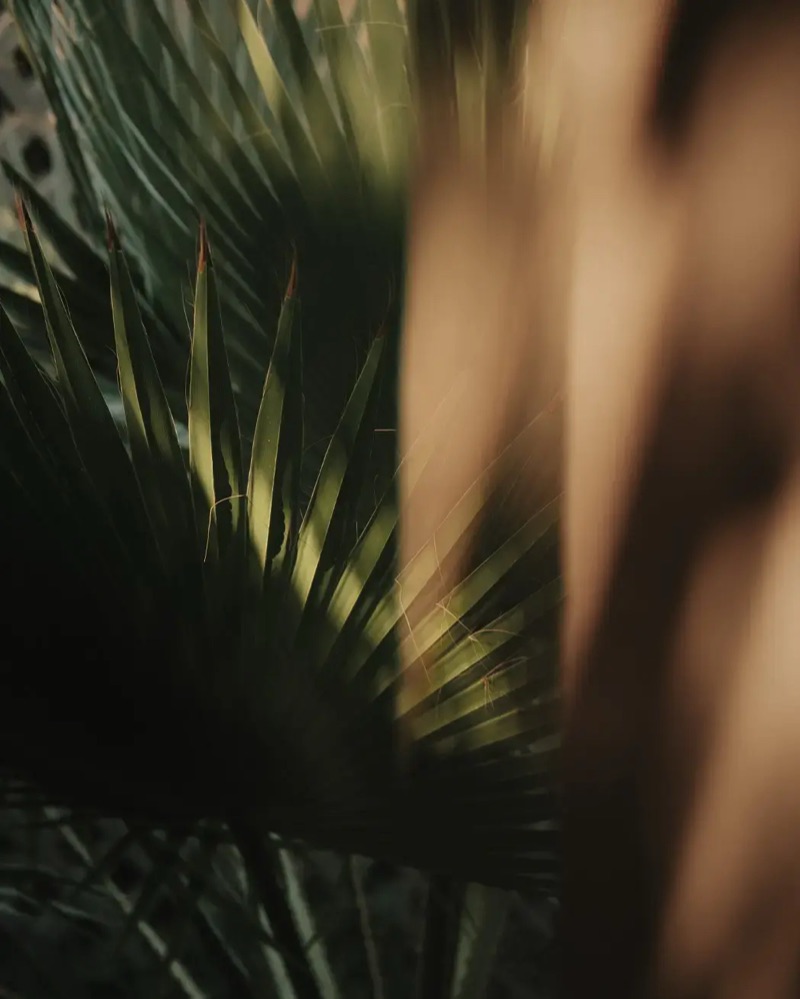 Palme en contre-jour, lumière rasante